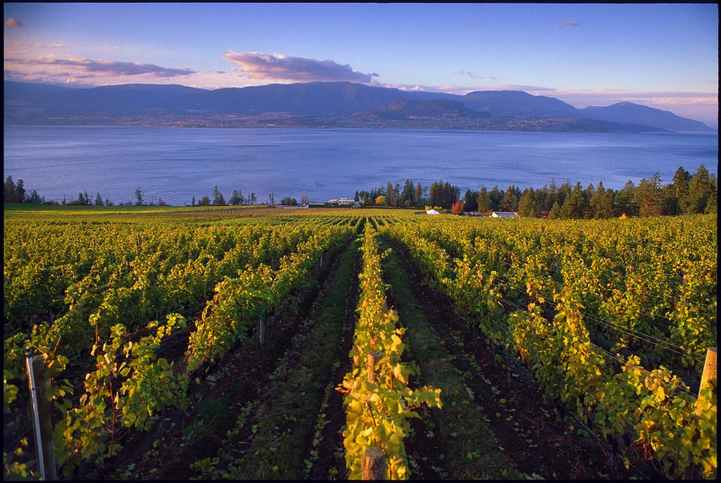 worlds most beautiful vineyards | Cedar Creek Vineyard, Kelowna