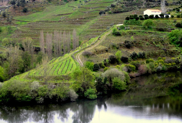 worlds most beautiful vineyards | Douro Valley Vineyards, Portugal